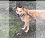 Small #2 Mutt