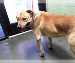 Small Labrador Retriever Mix
