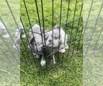 Small Photo #35 French Bulldog Puppy For Sale in MOUNT VERNON, AL, USA