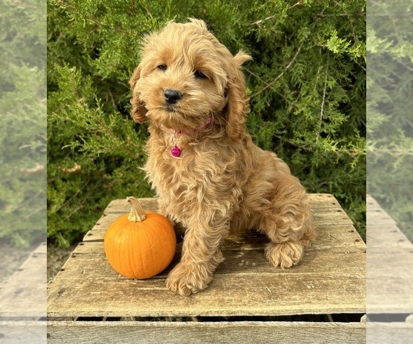 Medium Photo #5 Cockapoo Puppy For Sale in MIDDLEBURY, IN, USA