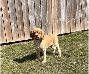 Father of the Cockapoo puppies born on 02/17/2024