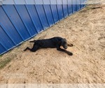 Small #11 Catahoula Leopard Dog