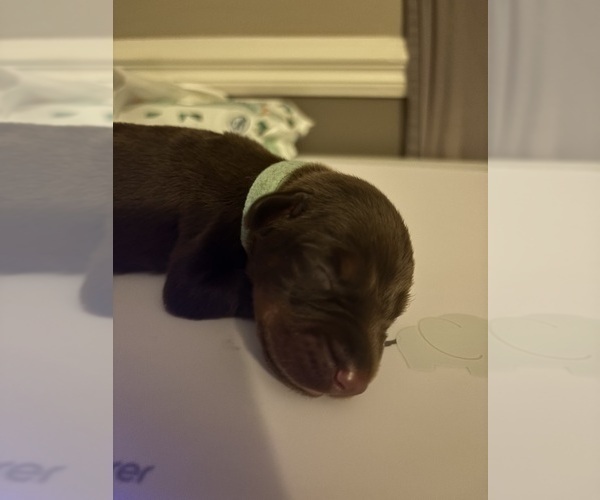 Medium Photo #3 Doberman Pinscher Puppy For Sale in MACOMB TOWNSHIP, MI, USA