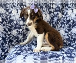 Small #1 Miniature Australian Shepherd