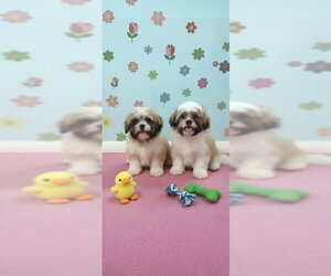 Jemma & Jacob - Female Shih Tzu Dog for Adoption - Photo #5