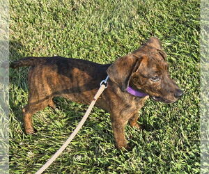 Mutt Dogs for adoption in Greenville, IL, USA