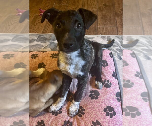 Medium Photo #1 Mountain Cur-Unknown Mix Puppy For Sale in Boston, MA, USA