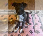Small Mountain Cur Mix