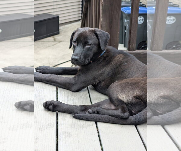 Medium Photo #1 Mutt Puppy For Sale in Germantown, OH, USA