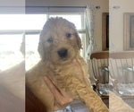 Small Photo #28 Goldendoodle Puppy For Sale in RATHDRUM, ID, USA