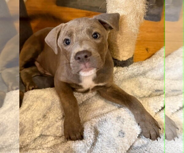 Medium Photo #1 Labrador Retriever-Unknown Mix Puppy For Sale in SHERBURNE, NY, USA