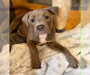 Labrador Retriever-Unknown Mix Dogs for adoption in SHERBURNE, NY, USA