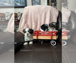 Havanese Litter for sale in SATSUMA, FL, USA