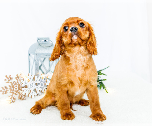Medium Photo #4 Cavalier King Charles Spaniel Puppy For Sale in WAKARUSA, IN, USA