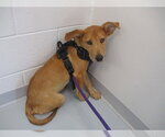 Small Australian Shepherd Mix