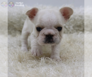French Bulldog Puppy for sale in NEW YORK, NY, USA