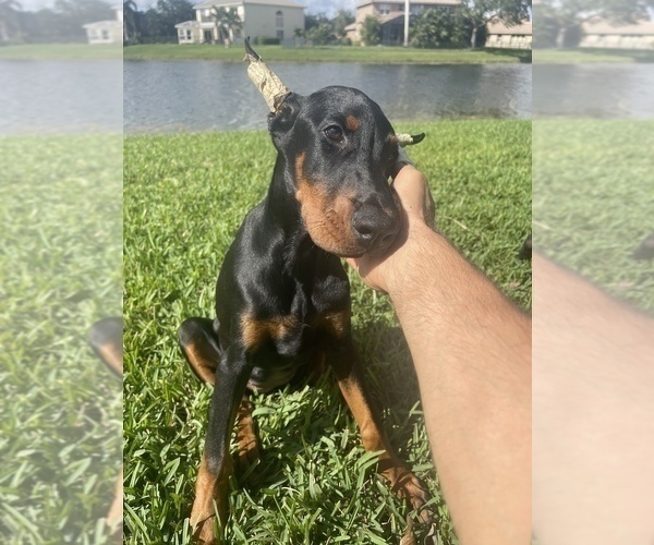 Medium Photo #6 Doberman Pinscher Puppy For Sale in NAPLES, FL, USA