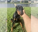Small Photo #6 Doberman Pinscher Puppy For Sale in NAPLES, FL, USA