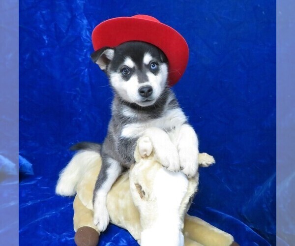 Medium Photo #1 Alaskan Klee Kai Puppy For Sale in NORWOOD, MO, USA