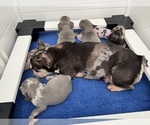 Small Photo #18 French Bulldog Puppy For Sale in LEESBURG, GA, USA