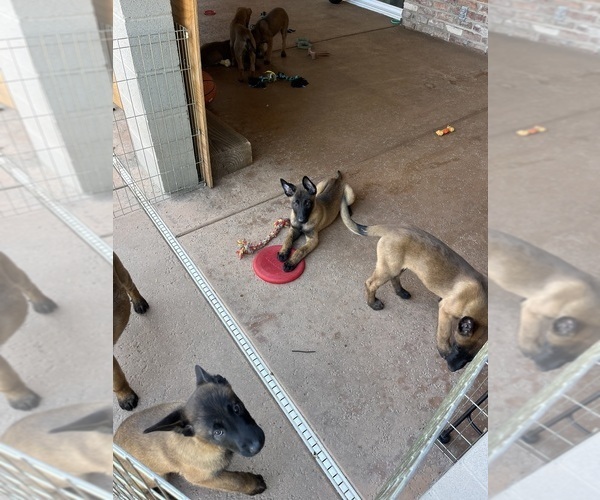 Medium Photo #11 Belgian Malinois Puppy For Sale in SACRAMENTO, CA, USA