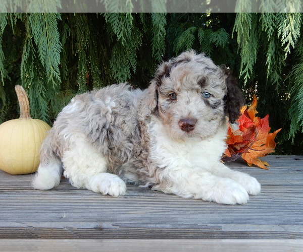 Medium Photo #2 Labradoodle Puppy For Sale in MILLERSBURG, OH, USA