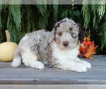 Small #1 Labradoodle