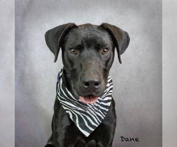 Medium Photo #2 Great Dane-Labrador Retriever Mix Puppy For Sale in Hot Springs Village, AR, USA