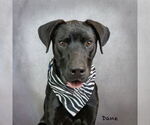 Small #1 Great Dane-Labrador Retriever Mix