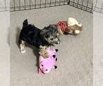 Small Photo #7 YorkiePoo Puppy For Sale in GLOUCESTER, VA, USA
