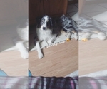Small Photo #1 Australian Shepherd Puppy For Sale in BLAND, MO, USA