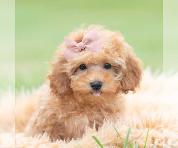 Medium Photo #1 Maltipoo (Miniature) Puppy For Sale in WARSAW, IN, USA
