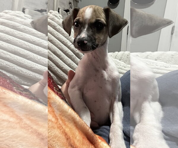 Medium Photo #1 Mutt Puppy For Sale in Columbus, IN, USA