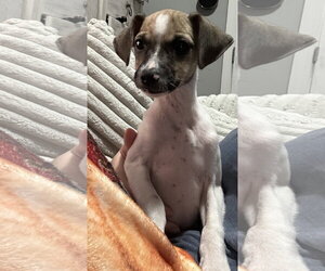 Mutt Dogs for adoption in Columbus, IN, USA