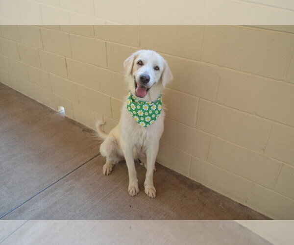 Medium Photo #3 Great Pyrenees-Unknown Mix Puppy For Sale in McKinney, TX, USA