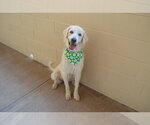 Small #2 Great Pyrenees Mix