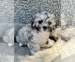 Small #1 Zuchon