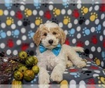 Small Photo #7 Goldendoodle (Miniature) Puppy For Sale in GLEN ROCK, PA, USA