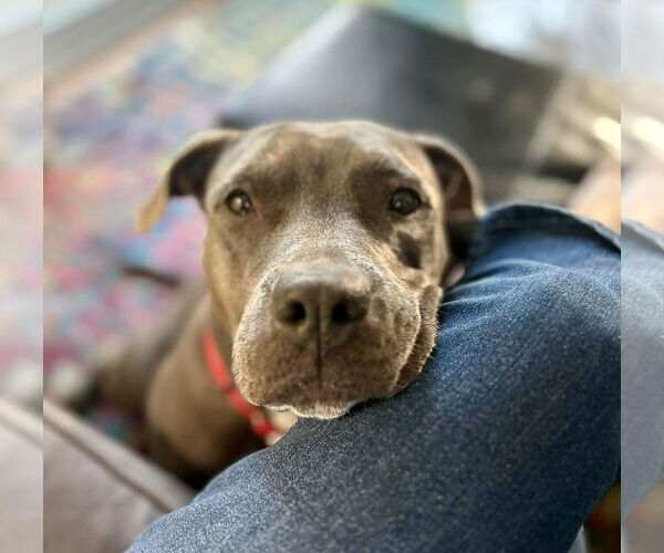 Medium Photo #15 Staffordshire Bull Terrier-Unknown Mix Puppy For Sale in Mount Laurel, NJ, USA