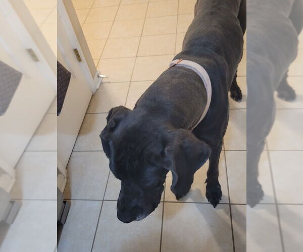 Medium Photo #2 Great Dane Puppy For Sale in Bullard, TX, USA