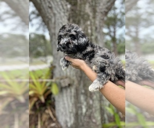 Goldendoodle (Miniature) Puppy for sale in BRADENTON, FL, USA
