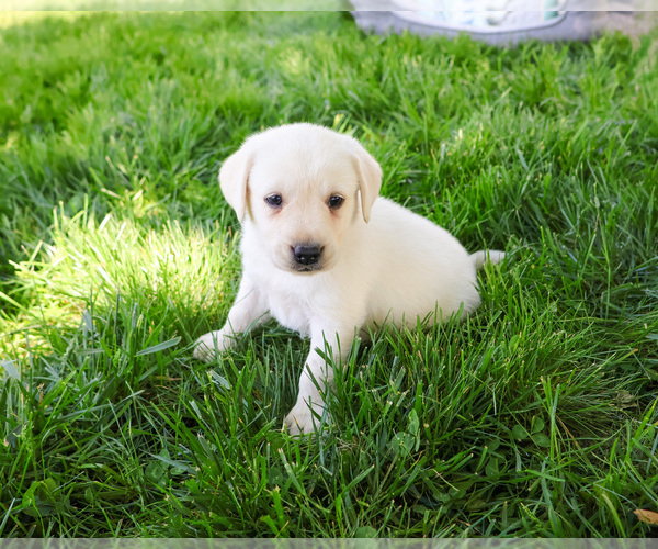Medium Photo #3 Labrador Retriever Puppy For Sale in SYRACUSE, IN, USA