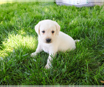 Small #2 Labrador Retriever