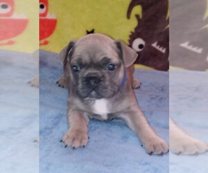 French Bulldog Puppy for sale in SUMPTER TWP, MI, USA