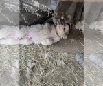 Small #5 Great Pyrenees