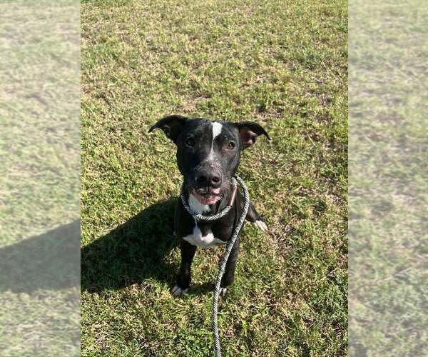 Medium Photo #3 Mutt Puppy For Sale in Abbeville, LA, USA