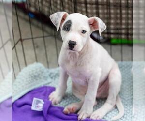 Chihuahua-Unknown Mix Dogs for adoption in San Diego, CA, USA