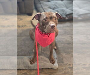 Beatrix - Female American Staffordshire Terrier Dog for Adoption - Photo #8
