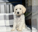 Small Photo #2 Labradoodle Puppy For Sale in TAHLEQUAH, OK, USA