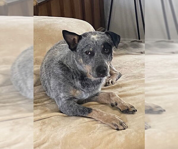 Medium Photo #15 Mutt Puppy For Sale in Salt Lake City, UT, USA